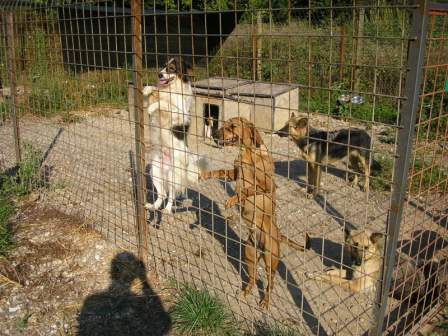 File:PSAP Croatia dog asylum.png